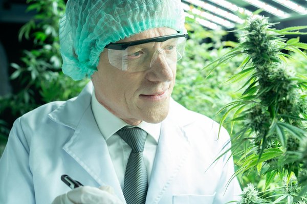 Le chanvre et ses formes multiples usages: guide complet