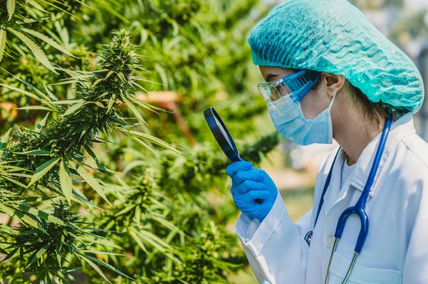 Les buds de cbd procurent détente sans thc: votre guide complet