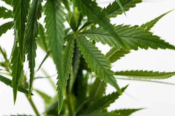 Découverte des grandes variétés de fleurs de cbd